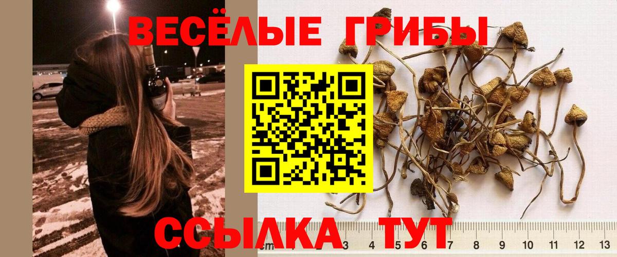 Балашов  Псилоцибиновые грибы Psilocybine cubensis  как найти закладки  Вход с VPN 